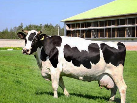 Корова Голштинской породы 