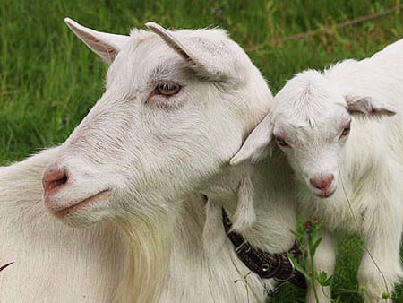 Зааненская коза и козленок